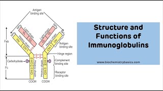 Structure And Functions of Immunoglobulins with MNEUMONIC  Immunoglobulin Ig [upl. by Muldon]