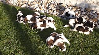 Tornjak puppies 3rd week [upl. by Hairem]