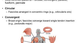 Chapter 11B  Muscular System Naming Skeletal Muscles and Arrangement of Fascicles [upl. by Domingo477]