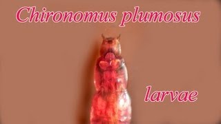 Chironominus plumosus larvae [upl. by Barstow]