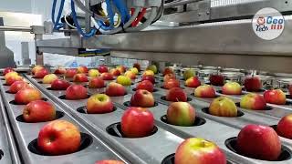 Incredible Modern Apple Farm Processing Factory Technology Apples Harvesting and Picking [upl. by Montfort]