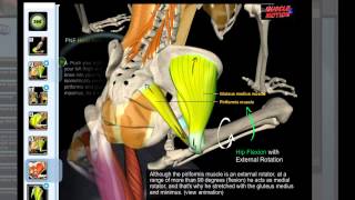 Muscle amp Motion  Piriformis Stretch [upl. by Novanod]