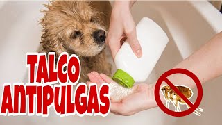 TALCO PARA PERRO ayuda a eliminar las pulgas larvas y huevecillos [upl. by Atiloj320]