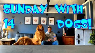 14 dogs on a SUNDAY Dog boarding business from the homestead dogboarding vlog [upl. by Brinson540]