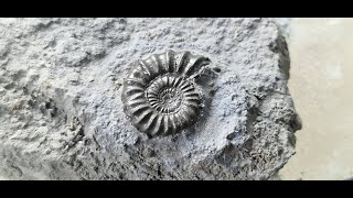 Seatown to golden cap fossil hunting for ammonites and belemnites sep 2024 [upl. by Barbur]