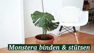 Monstera Pflege I Monstera binden amp stützen  Anfänger [upl. by Lorain565]