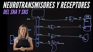 Neurotransmisores y receptores de las neuronas efectoras o motoras del sistemas nervioso [upl. by Meirrak]