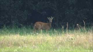 Ree  Capreolus capreolus  Uddel  Veluwe  Kroondomein  Het Loo  2013  Full HD 1080p [upl. by Eniluap]