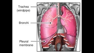 Alveolar gas equation  part 1  Respiratory system physiology  NCLEXRN  Khan Academy [upl. by Gladdie]