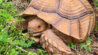 The BEST pet Tortoises Sulcatas vs other tortoises [upl. by Lawan]