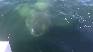 Giant Shark Encounter Barnstable Harbor Cape Cod 2017 [upl. by Bekah]