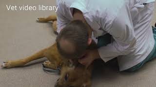 Canine General Physical Examination  for clinic owners [upl. by Gayler]