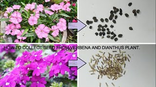 HOW TO EASILY COLLECT SEEDS FROM VERBENA AND DIANTHUS PLANT [upl. by Nalloh]