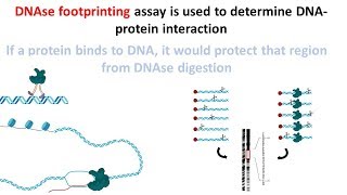 DNAse footprinting assay [upl. by Messab752]