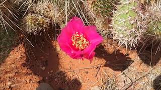 Fort Pearce Historical Site St George Utah 2018 [upl. by Spence]