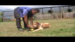 Adiestramiento de perros Golden Retriever Clase2c [upl. by Doelling601]