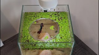 My First ASMR Video DIY Duckweed Portal [upl. by Brainard]