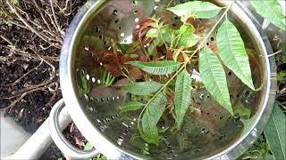 Making Chinese Mahogany Sauce炸香椿芽 [upl. by Fairleigh562]