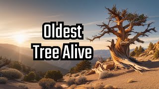 The Methuselah Tree A 5000Year Legend [upl. by Nomyaw]