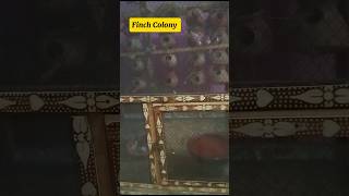 finches colony breeding setup  finches colony  birds youtube zebrafinch colony [upl. by Hyacinth]