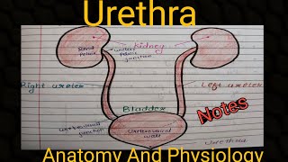 Notes Of Urethra And Its Blood Supply  Anatomy And Physiology [upl. by Novah221]