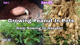 Growing Peanut In Pots from Sowing to Harvest How to grow peanut from seeds in container NY SOKHOM [upl. by Ellerol]