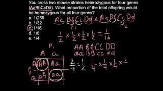 How to calculate homozygous condition as a result of the cross [upl. by Assillem61]