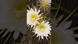 Night Blooming Cereus  Rare Flowers gardening succulents floweringplants youtubeshorts [upl. by Airda562]