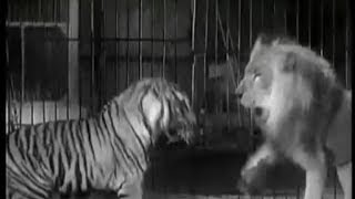 Tiger vs Lion  Ultimate Killer Vs The Ultimate Warrior [upl. by Dazhehs]