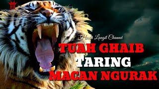 Khasiat Ghaib Taring Macan  Harimau Asli [upl. by Yesac]