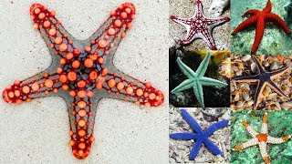 The Colorful and Bizarre World of Starfish  1 💖 [upl. by Eleahcim]