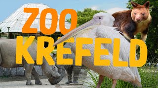 Zoo Krefeld  Klein aber oho  ZooEindruck [upl. by Gwendolen935]