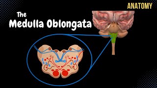 Medulla Oblongata Anatomy  External amp Internal White amp Grey matter  QUIZ [upl. by Lionello]