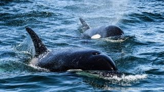 Transient Killer Whales Hunting and Killing Harbor Seals HD [upl. by Netti]