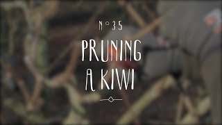 How to prune a kiwi plant [upl. by Koerner]