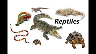 Reptiles English Vocabulary Different types of Reptiles with pictures and names [upl. by Renferd276]