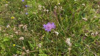 Beemdkroon Knautia arvensis met Gouden langsprietmot Nemophora metallica [upl. by Rosmunda]