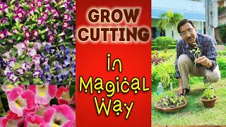 Grow Cuttings of TORENIA in a Magical Way No Rooting Powder Needed [upl. by Anel]