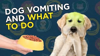 Dog Vomiting and What to Do [upl. by Gwenneth642]