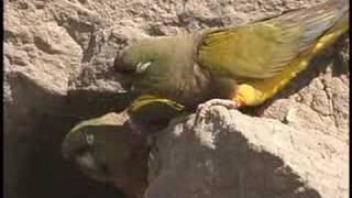 Patagonian Conures [upl. by Bryner]