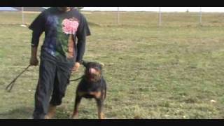 Rottweiler Training [upl. by Nace667]