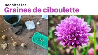 Récolter les graines de ciboulette  Astuce [upl. by Aicenav]