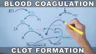 Coagulation Cascade  Intrinsic and Extrinsic Pathway [upl. by Ettezyl]