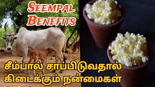 சீம்பால் சாப்பிடுவதால் ஏற்படும் நன்மைகள்  Cow Colostrum Milk Benefits  Health Care Tamil [upl. by Savart742]