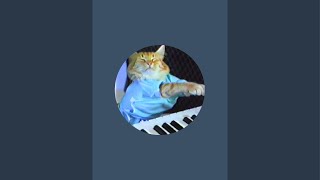 Keyboard Cat is live [upl. by Silver]