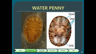 05 Level 1 Biological Monitoring Presentation [upl. by Osy]