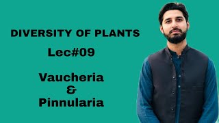 Lec09  Vaucheria amp Pinnularia  Diversity of Plants  HS BIOLOGY [upl. by Moya]