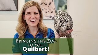 Bringing the Zoo to You Quilbert PrehensileTailed Porcupine [upl. by Merna759]