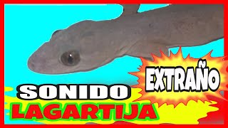 🦎 Sonido de LAGARTIJA BESUCONA [upl. by Noived]