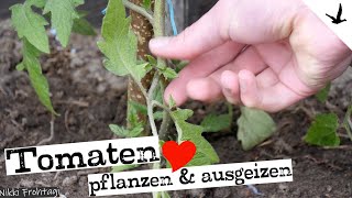 Tomaten pflanzen ausgeizen düngen amp pflegen🚩Schritt für Schritt erklärt [upl. by Eloci]